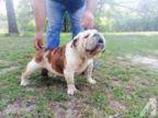 Bulldog Puppy for sale in RED SPRINGS, NC, USA