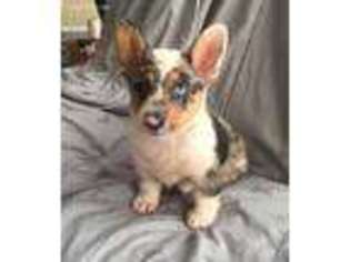 Pembroke Welsh Corgi Puppy for sale in Chelsea, OK, USA