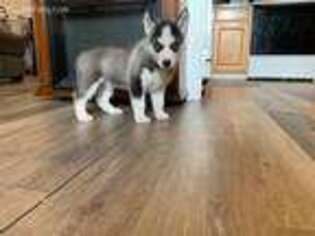 Siberian Husky Puppy for sale in Lynchburg, OH, USA