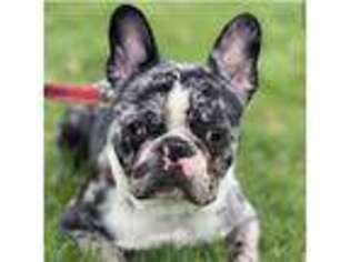 French Bulldog Puppy for sale in Bound Brook, NJ, USA