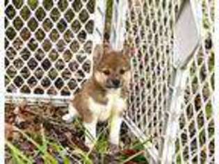 Shiba Inu Puppy for sale in Orlando, FL, USA