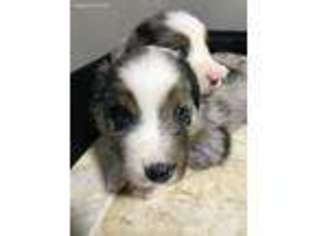 Australian Shepherd Puppy for sale in Magnolia, TX, USA