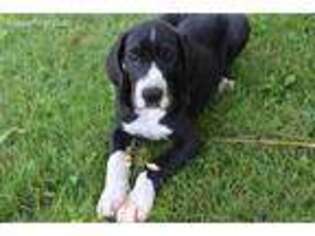 Great Dane Puppy for sale in West Winfield, NY, USA