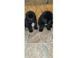 Newfoundland Puppy for sale in Troy, NC, USA