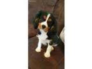 Cavalier King Charles Spaniel Puppy for sale in Lebanon, MO, USA