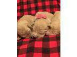 Goldendoodle Puppy for sale in Tahlequah, OK, USA