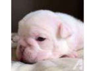 Bulldog Puppy for sale in LEXINGTON, NC, USA