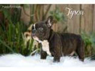 French Bulldog Puppy for sale in Woodland, CA, USA