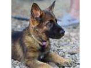 German Shepherd Dog Puppy for sale in Jonesboro, AR, USA