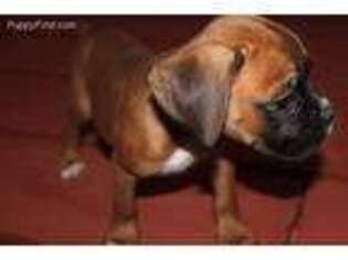 Boxer Puppy for sale in Kempner, TX, USA