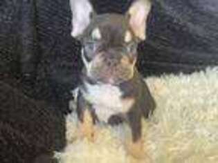 French Bulldog Puppy for sale in Lowell, AR, USA