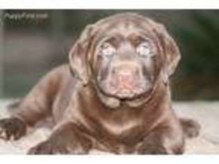 Labrador Retriever Puppy for sale in Kingsland, GA, USA