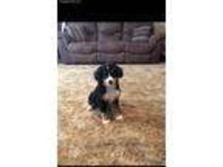 Bernese Mountain Dog Puppy for sale in Clarence, MO, USA