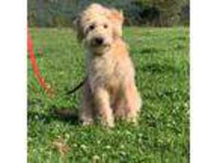Soft Coated Wheaten Terrier Puppy for sale in Coeur D Alene, ID, USA