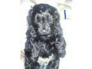 Mal-Shi Puppy for sale in Cheraw, SC, USA