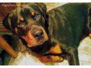 Rottweiler Puppy for sale in Covington, VA, USA