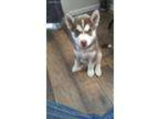 Siberian Husky Puppy for sale in Tooele, UT, USA