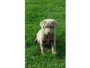 Labrador Retriever Puppy for sale in Des Moines, IA, USA