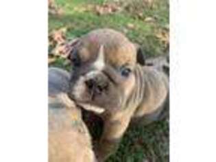 Bulldog Puppy for sale in Queen City, TX, USA