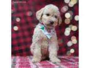 Goldendoodle Puppy for sale in Elizabethtown, NC, USA