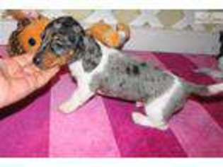 Dachshund Puppy for sale in Fort Worth, TX, USA