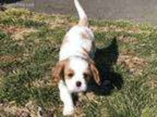Cavalier King Charles Spaniel Puppy for sale in Red Bank, NJ, USA