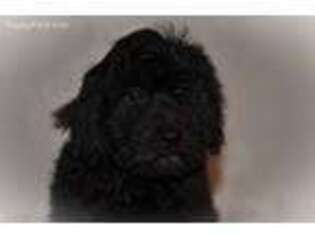 Labradoodle Puppy for sale in West Brookfield, MA, USA