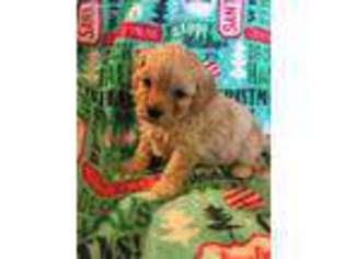 Cavachon Puppy for sale in Selma, CA, USA