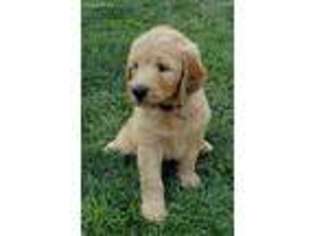 Goldendoodle Puppy for sale in Washington, IN, USA