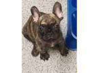 French Bulldog Puppy for sale in Horse Shoe, NC, USA
