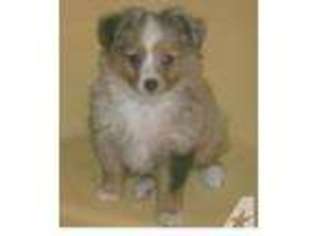 Miniature Australian Shepherd Puppy for sale in UTICA, KY, USA