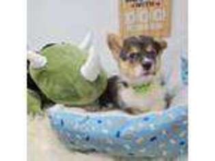 Pembroke Welsh Corgi Puppy for sale in San Diego, CA, USA