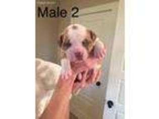 American Bulldog Puppy for sale in Bonham, TX, USA