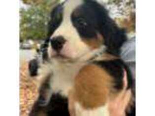 Bernese Mountain Dog Puppy for sale in Easton, MD, USA