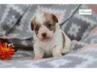 Havanese Puppy for sale in Mansfield, OH, USA