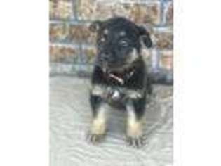 German Shepherd Dog Puppy for sale in Poteau, OK, USA
