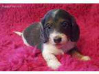 Dachshund Puppy for sale in Central, SC, USA