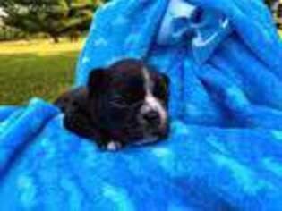 French Bulldog Puppy for sale in Dover, OH, USA