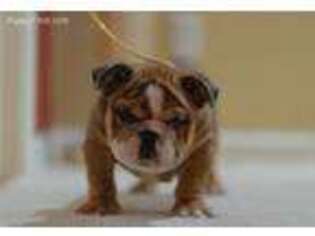 Bulldog Puppy for sale in Chowchilla, CA, USA