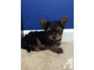 Yorkshire Terrier Puppy for sale in Discovery Bay, CA, USA