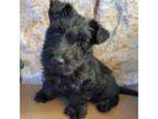 Scottish Terrier Puppy for sale in Tekoa, WA, USA