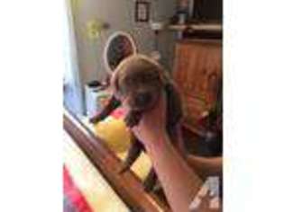 Labrador Retriever Puppy for sale in SPENCER, IN, USA