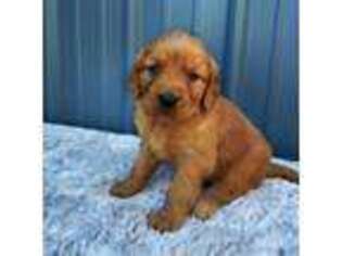 Golden Retriever Puppy for sale in Asheboro, NC, USA