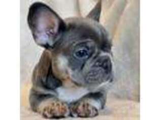 French Bulldog Puppy for sale in American Fork, UT, USA