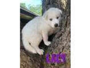 Siberian Husky Puppy for sale in Hondo, TX, USA