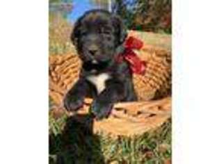 Newfoundland Puppy for sale in Woodland, MS, USA