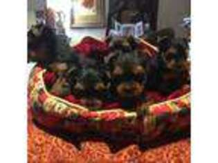 Yorkshire Terrier Puppy for sale in Fenton, MO, USA