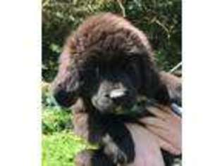 Newfoundland Puppy for sale in Harpursville, NY, USA
