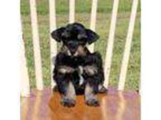 Mutt Puppy for sale in Mocksville, NC, USA