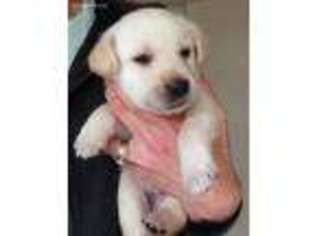 Labrador Retriever Puppy for sale in Sandy, UT, USA